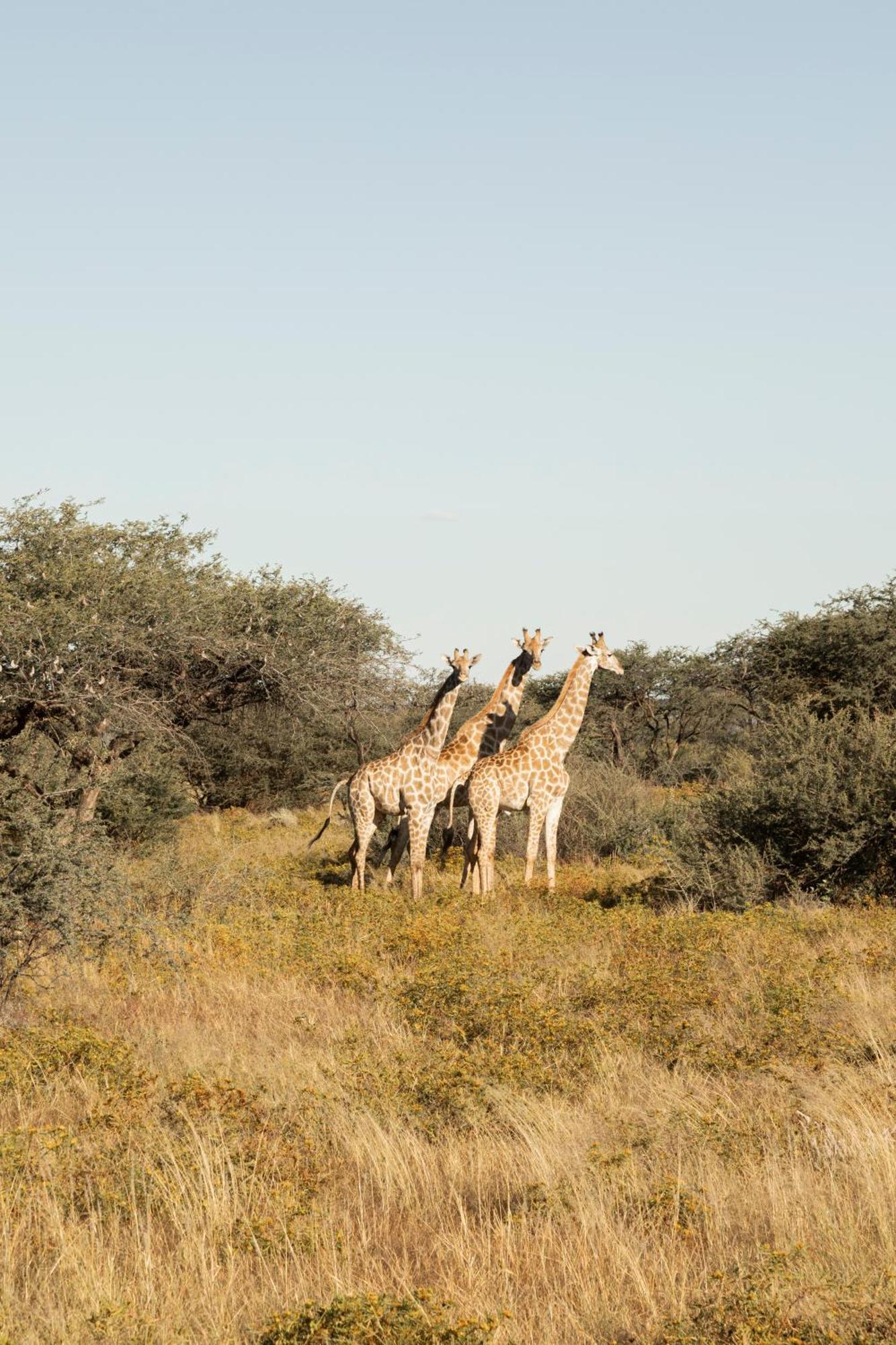 Gmundner Lodge Windhoek Exteriér fotografie